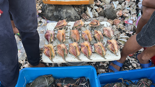 黄昏顶级海鲜市场 Evening top grade seafood market