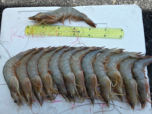 Rawang prawn seafood wholesaler