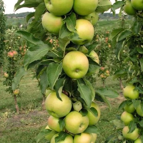 green apple store tangkak
