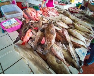 kudat fresh fish market