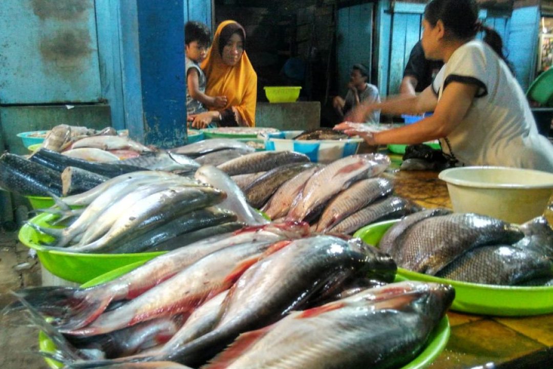 pasar ikan air tawar